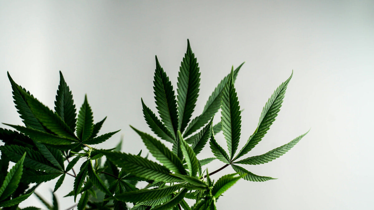 Cannabis y guerra contra las drogas: análisis de un fracaso mundial