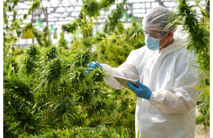 Découvrez 9 faits scientifiques surprenants sur le CBD !