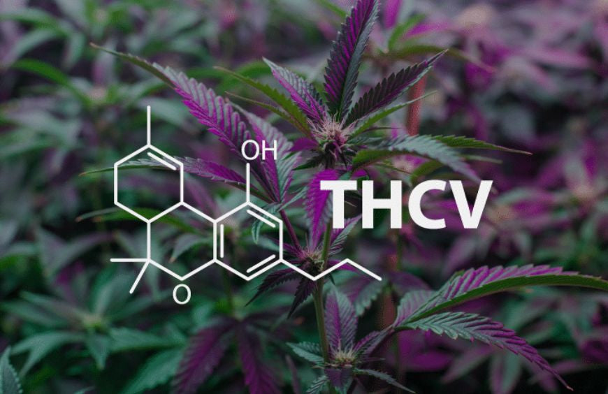 THCV, el recién llegado al mundo de los cannabinoides
