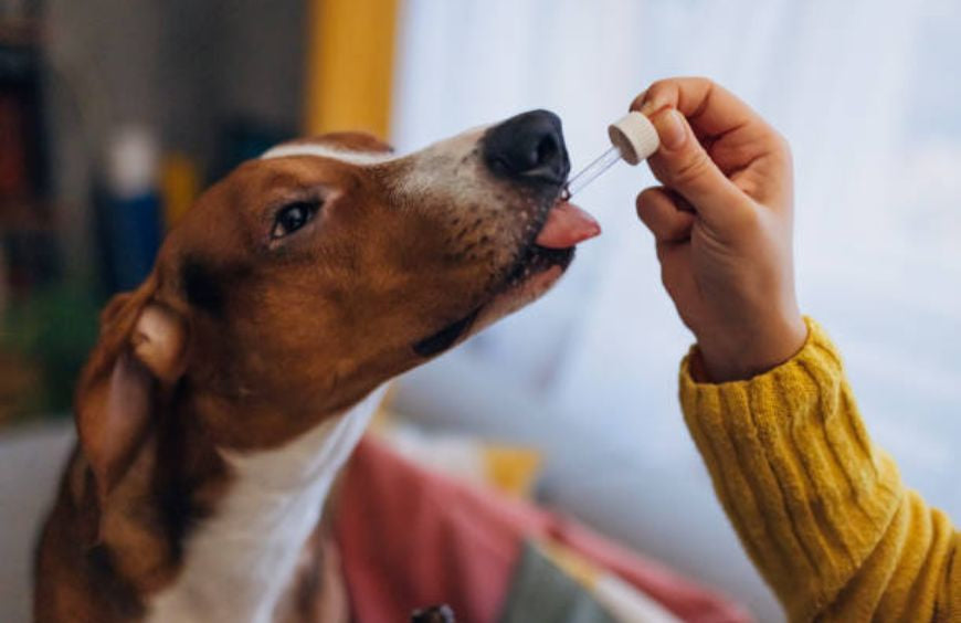 Cuidar a tu perro con CBD