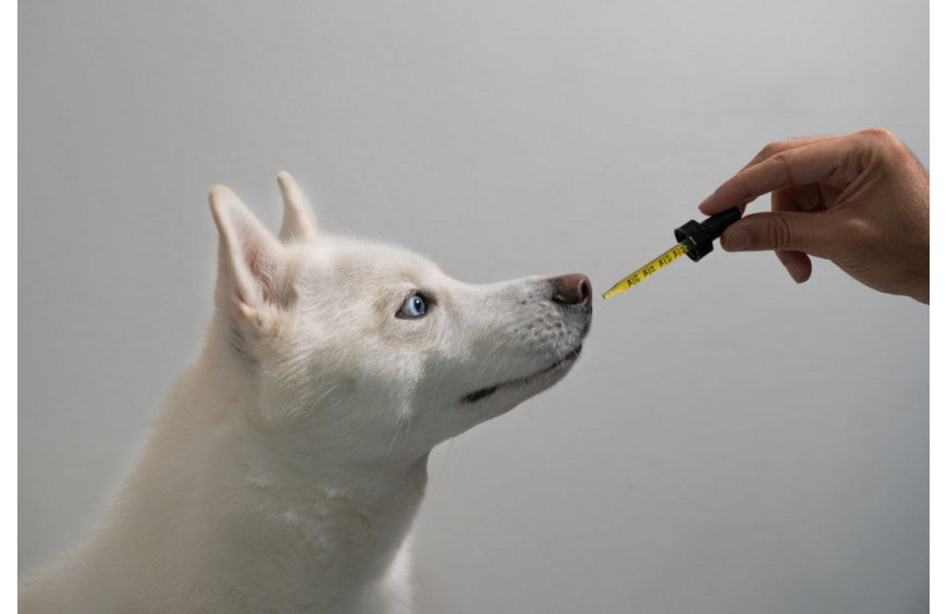 ¿Aceite de CBD para animales?