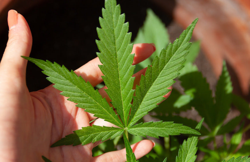 Comparación de CBD de espectro completo y amplio