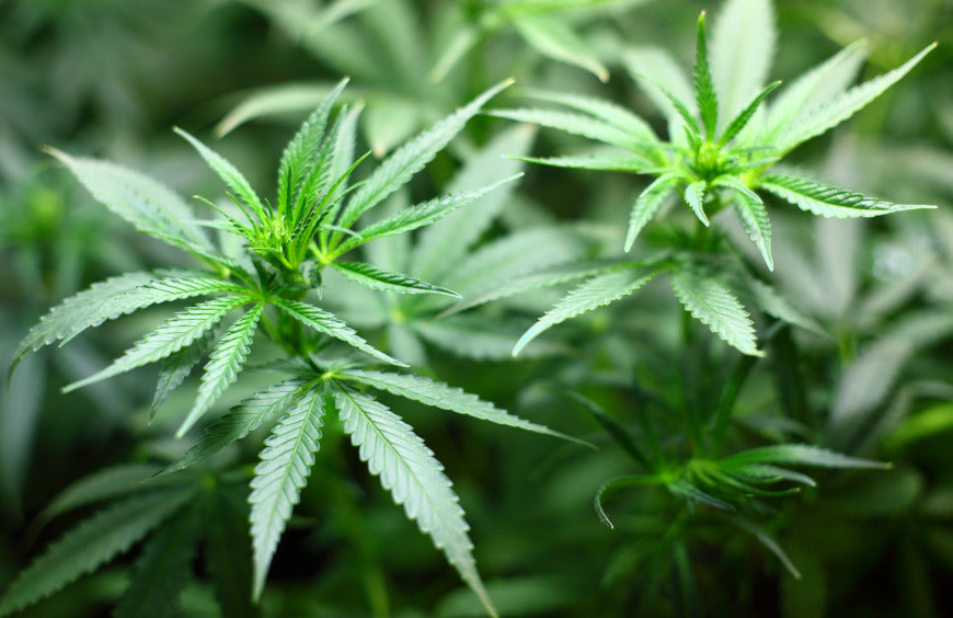 Métodos de extracción del CBD de la planta de cáñamo