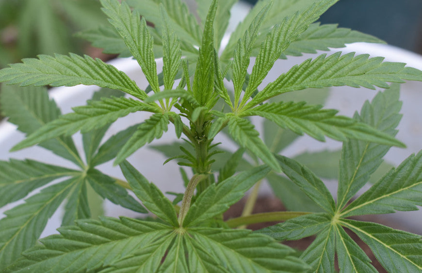 Verdadero o falso: todo lo que debes saber sobre el CBD - Parte 2