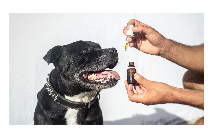 CBD y mascotas: ¿la solución adecuada para tratar la agresividad?
