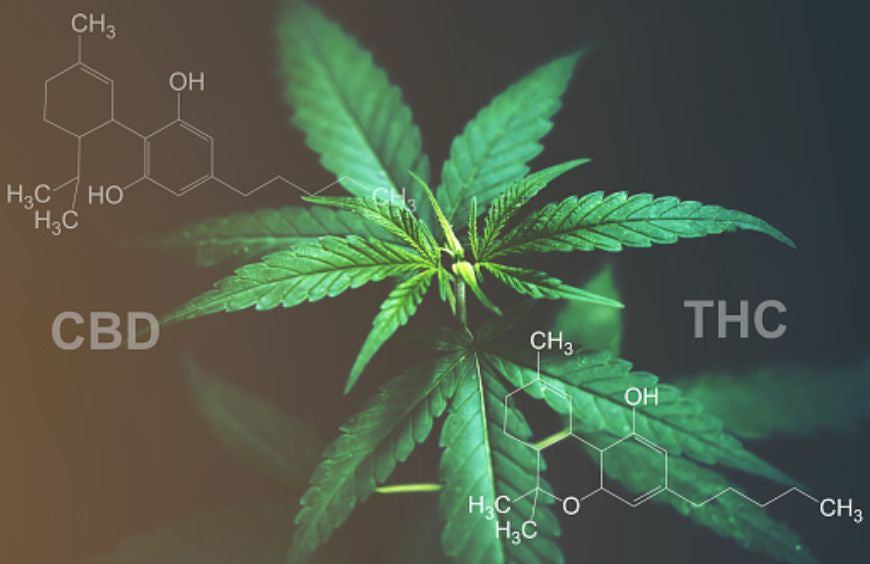 ¿Qué CBD tiene más THC?