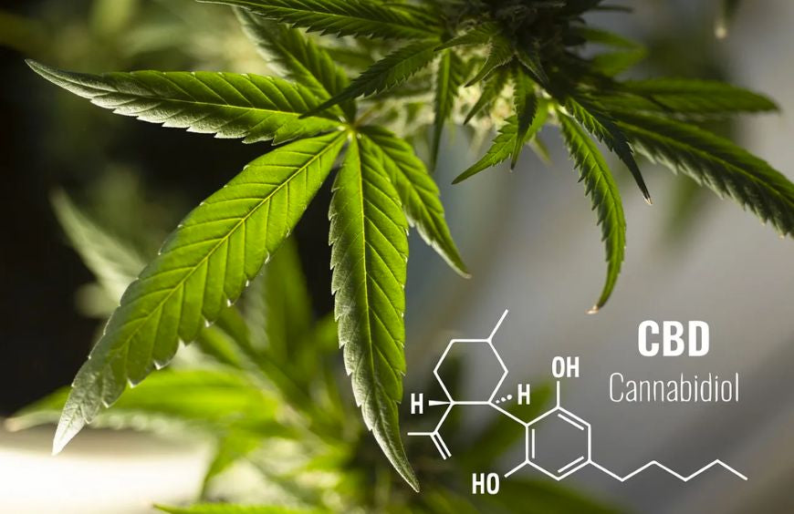 ¿Cuándo tomar CBD: por la mañana o por la noche?