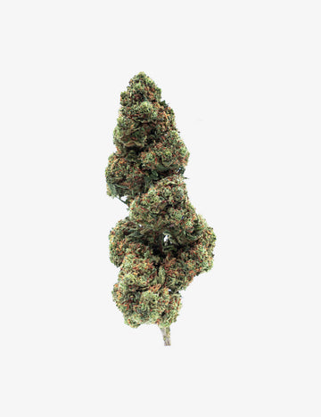 Amnesia RAF