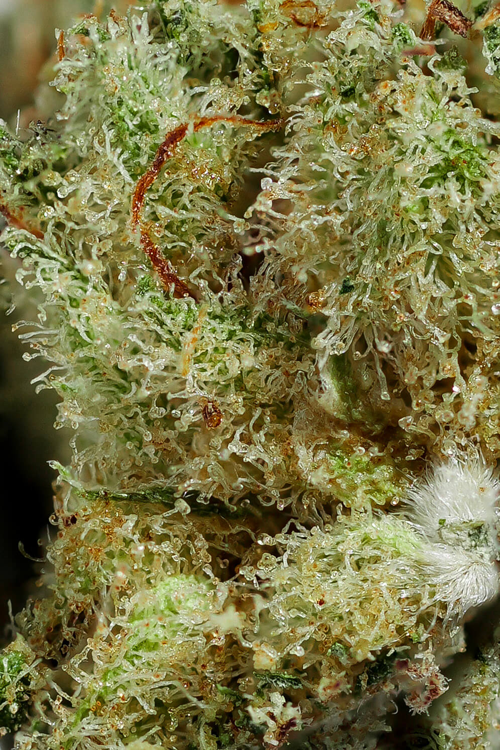 Triángulo Esmeralda CBD