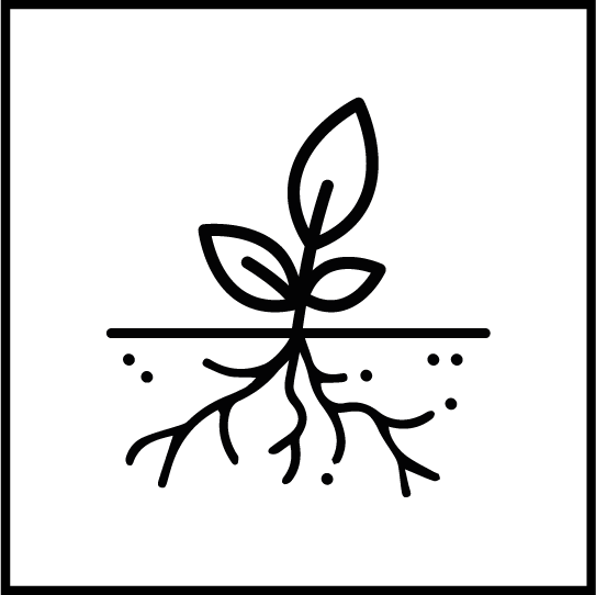 insignia