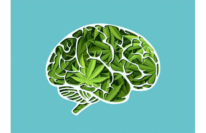 El CBD aumenta el flujo sanguíneo cerebral para la memoria y la toma de decisiones