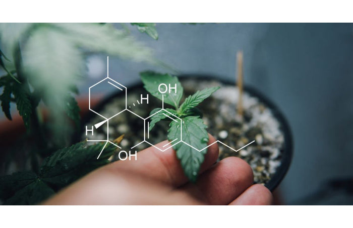 Cannabinoides: ¿qué son y cuáles son sus efectos terapéuticos?