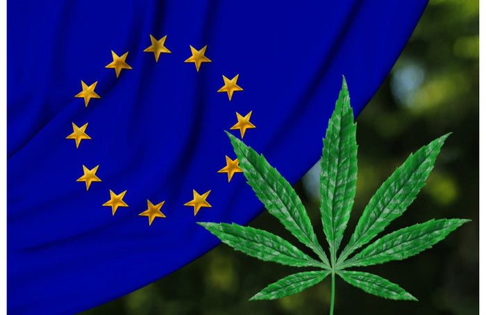 Producción de cáñamo en Europa: ¡Francia sigue siendo el número 1!