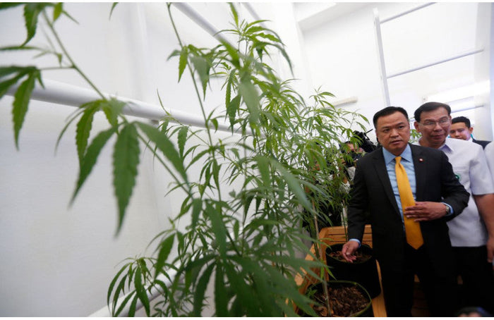Los pacientes y agricultores tailandeses podrán cultivar y comercializar su cannabis medicinal