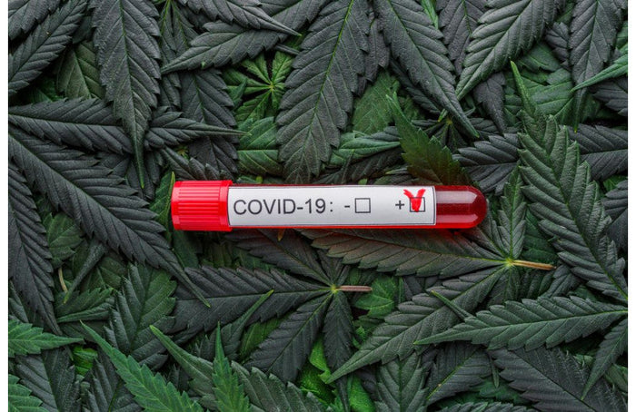 Coronavirus: Los estadounidenses recurren al CBD para controlar su estrés