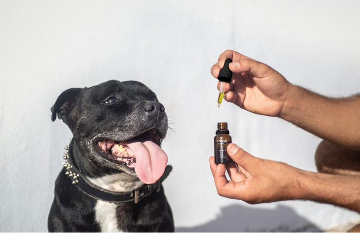 ¿Por qué darle CBD a tu mascota?