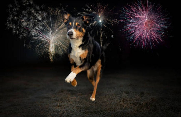 ¿Puede el CBD calmar a perros y gatos durante los fuegos artificiales?
