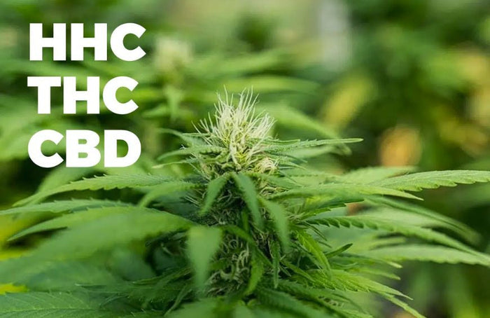 HHC frente a THC y CBD: lo que dice la ciencia