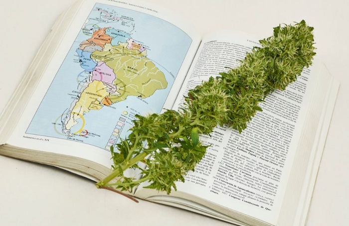 Sudamérica se abre al cannabis