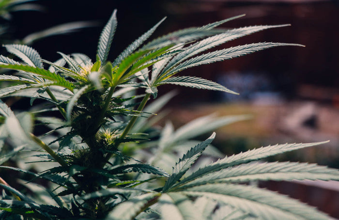 HHC en la lista de estupefacientes