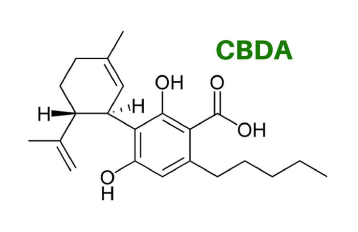 CBDA, un cannabinoide con numerosos beneficios
