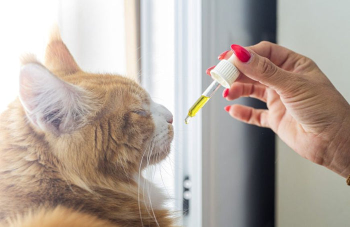 Cómo cuidar a su gato con CBD