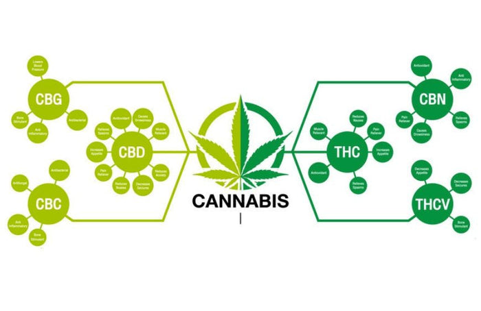 La ciencia estudia la genética de la síntesis de cannabinoides