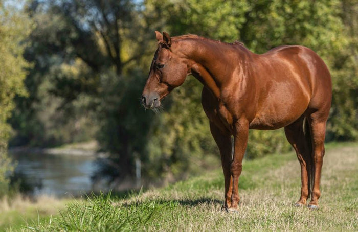 Tic en caballos: este estudio demuestra los beneficios del CBD
