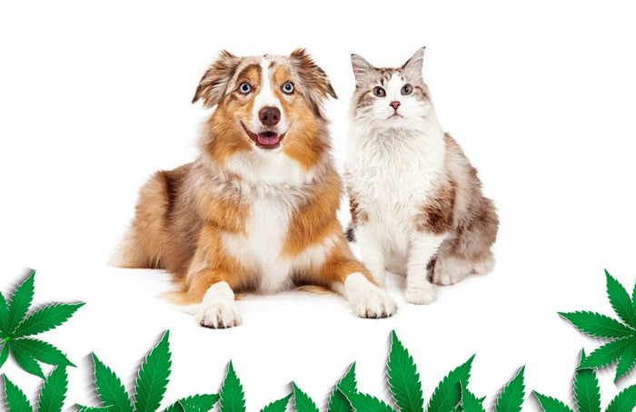 ¿Cómo puede ayudar el CBD a mi perro o gato?