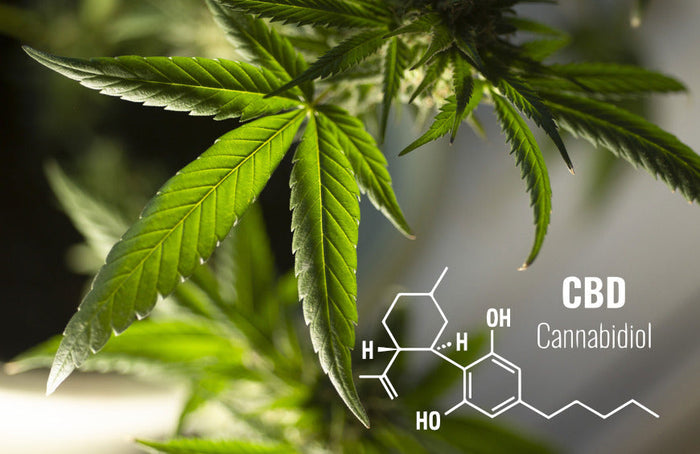 Tan fácil como el CBD: el ABCDaire del CBD