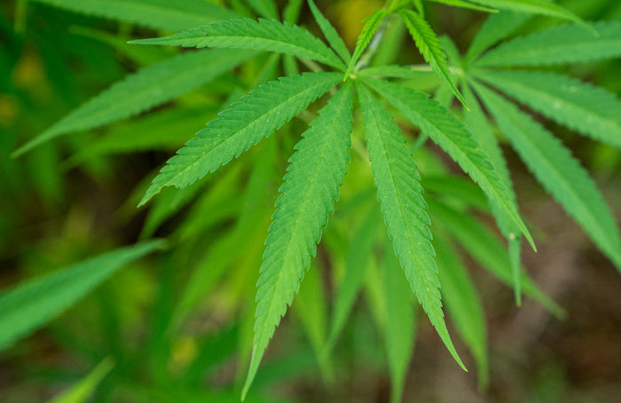 ¿Es posible utilizar el CBD para dejar el cannabis?