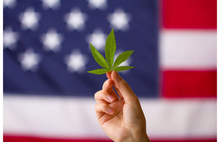 EE.UU.: El contenido de THC del cáñamo se eleva al 1% en Minnesota