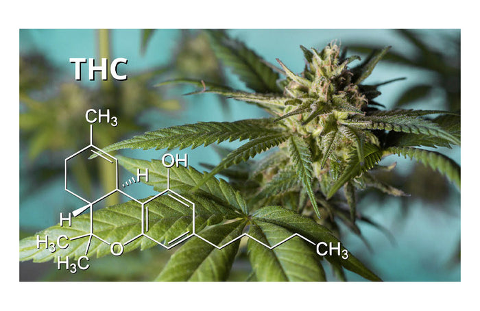 ¿Los aceites de CBD contienen THC? Te lo contamos todo
