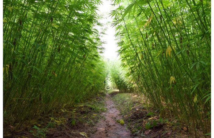 El cáñamo, una planta más útil que los árboles para capturar carbono