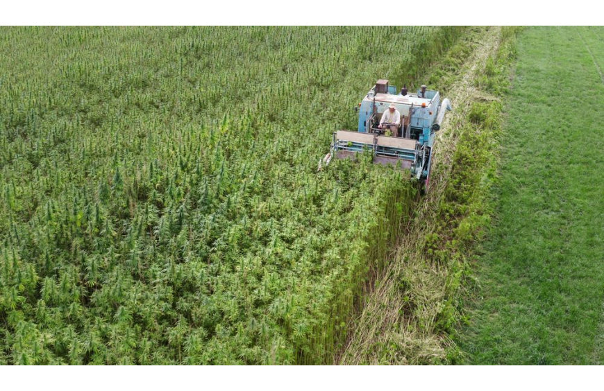 Cáñamo, ¿el próximo superalimento para tus ensaladas?