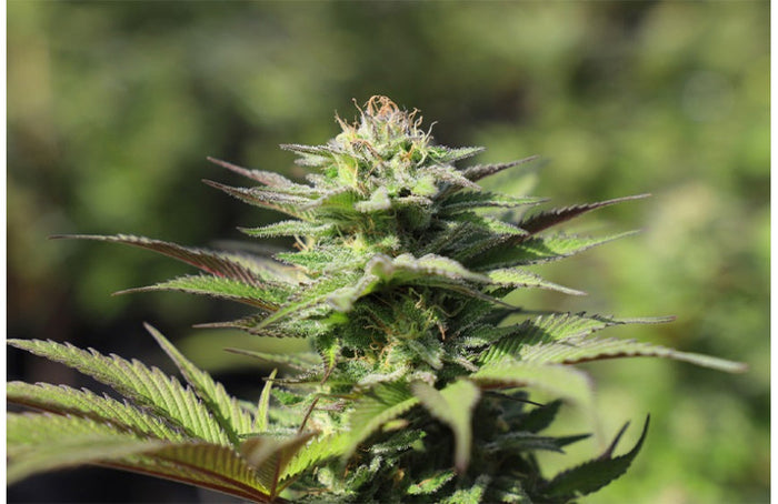 UPCBD: ¿hacia una regulación del CBD?