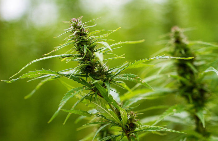 Todo lo que necesitas saber sobre el HHC, la nueva molécula del cannabis