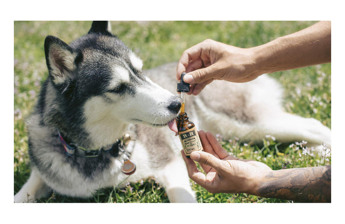 ¿Puede el aceite de CBD calmar a nuestras mascotas, incluidos nuestros perros?