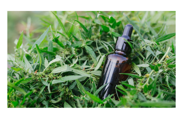 Aceite de CBD, definición y alcance de sus efectos