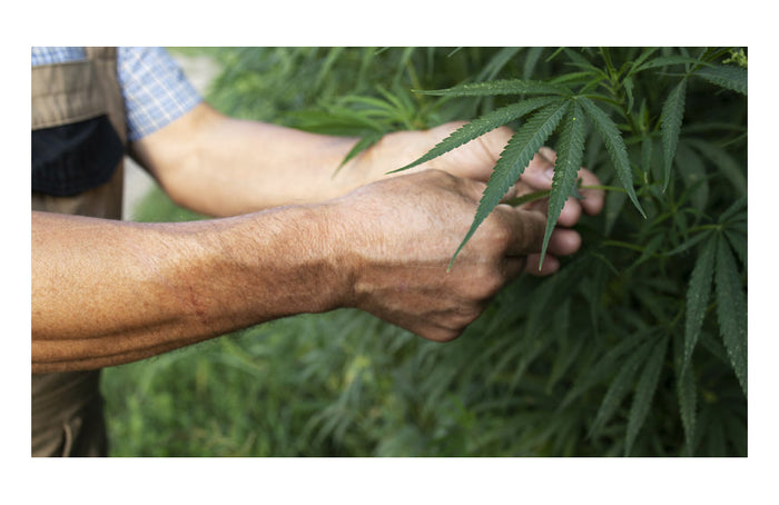 Las distintas formas de cultivar CBD