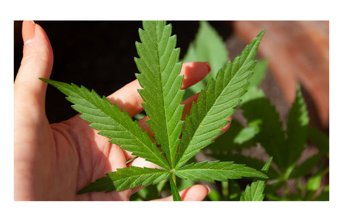 Skunk: los secretos de una variedad muy apreciada