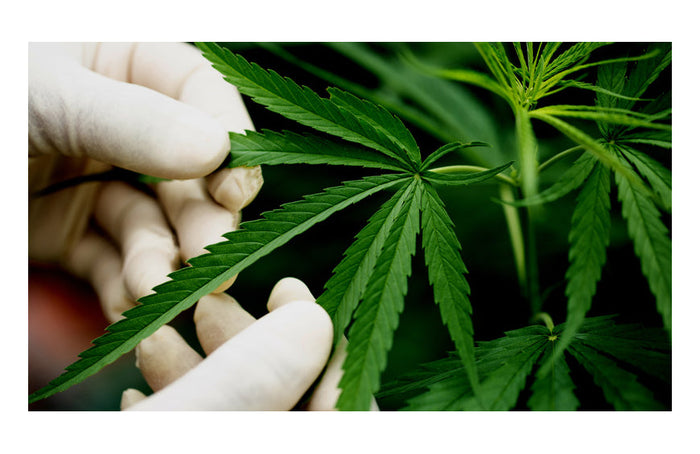 ¡Todo lo que necesita saber sobre la CBN!