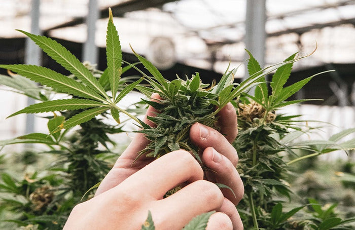 El Estado francés se extralimita y prohíbe la comercialización de flores con CBD