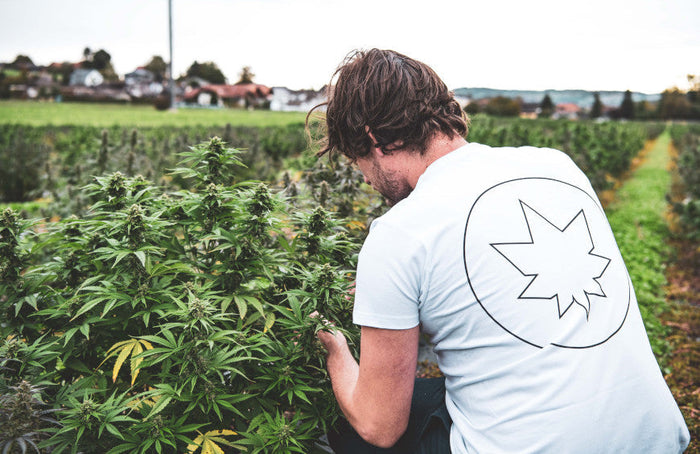 CBD: una industria en auge amenazada