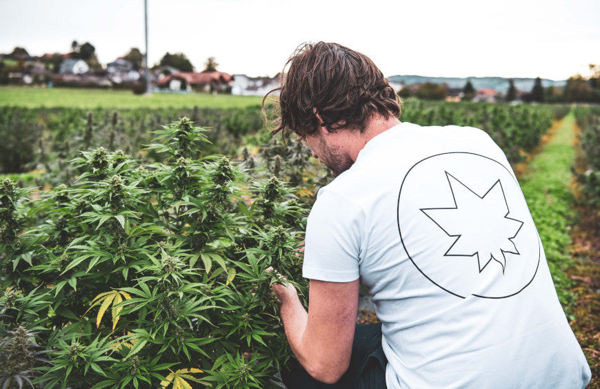 CBD: una industria en auge amenazada