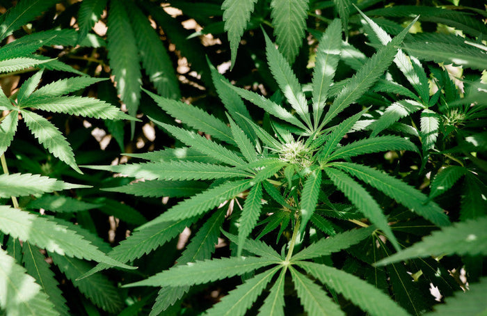 Por qué el CBD no tiene el éxito que merece en España