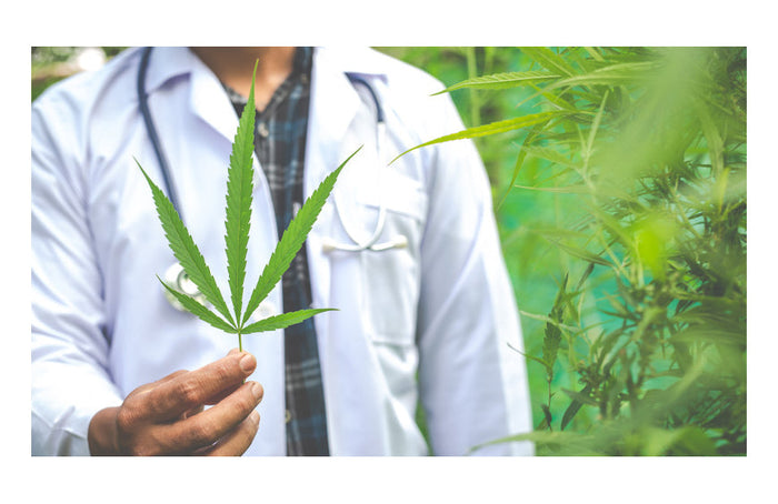 CBD y salud: ¿contraindicaciones?