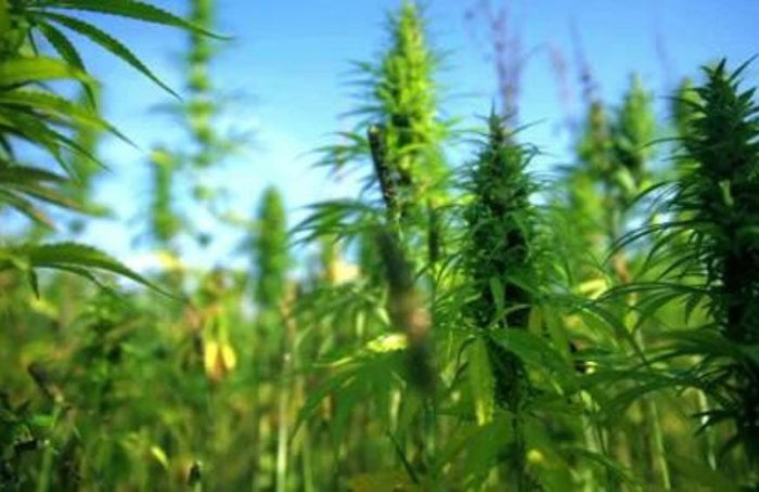 Calentamiento global y cannabis: la combinación ganadora