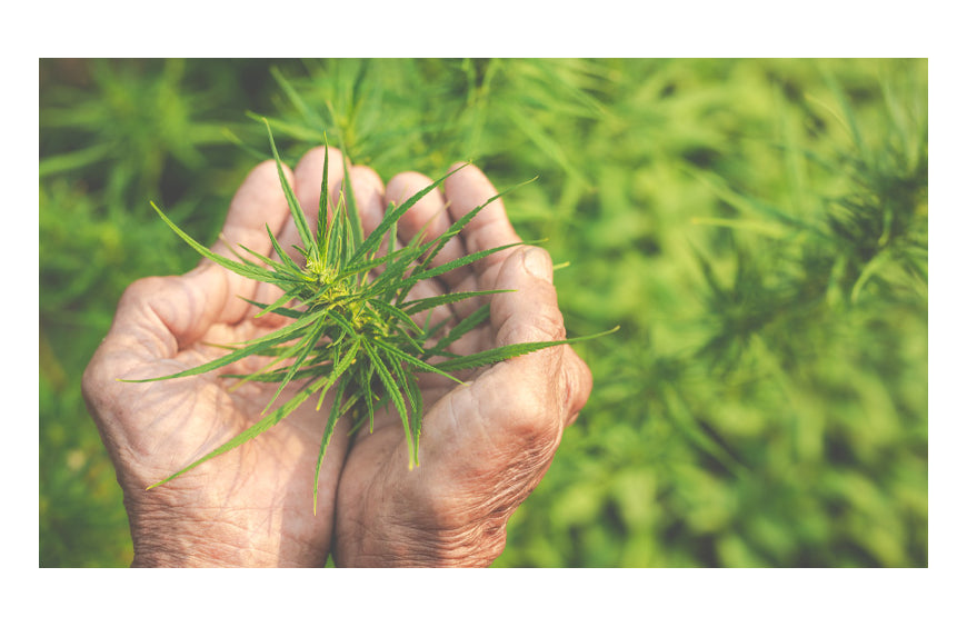 Cultivar CBD en casa: ¿legal o no?