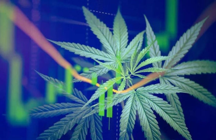 5 buenas razones para empezar a consumir CBD